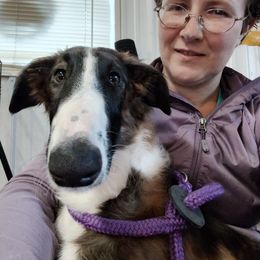 Borzoi and Samoyed Puppies from Kalabria