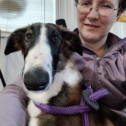Borzoi and Samoyed Puppies from Kalabria