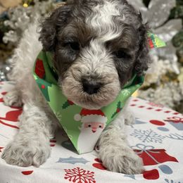 Snickerdoodle - Parti male Goldendoodle puppy in Home, Pennsylvania from Plum Creek Acres Next Generation