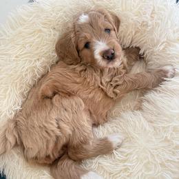 Honey - Apricot female Goldendoodle puppy in Galt, California from Mollyslilpups