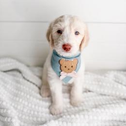 Prescott - Cream male Goldendoodle puppy in Greencastle, Indiana from Willow & Co.
