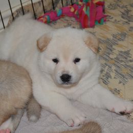 Akita Puppies from Mayoke Akitas