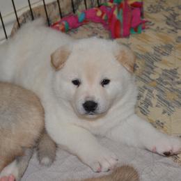 Akita Puppies from Mayoke Akitas
