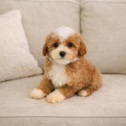 Biscuit - 2lbs 10oz - Red male Cavapoo puppy in Floyd, Virginia from Hearts and Paws Poodles and Doodles