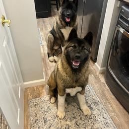 Akita Puppies from TLC Akitas