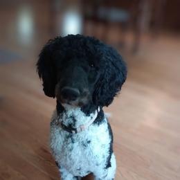 Astrid - Poodle