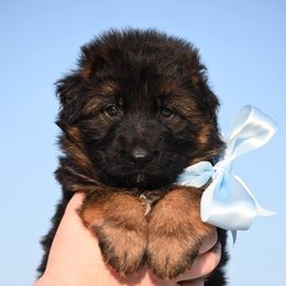King - Black and red German Shepherd puppy in Azle, Texas from Nuckol's Canines German Shepherds