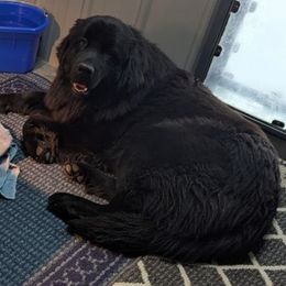 Jada - Newfoundland