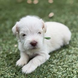 Schmidt - White male Miniature Schnauzer puppy in Brownwood, Texas from Texas Dreams Mini Schnauzers