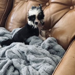 Hairless Female - Black and white female Chinese Crested puppy in Salt Lake City, Utah from Naked & Famous