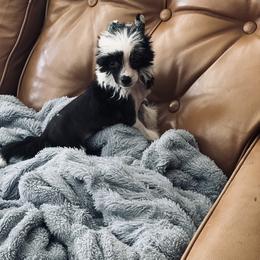 Hairless Female - Black and white female Chinese Crested puppy in Salt Lake City, Utah from Naked & Famous