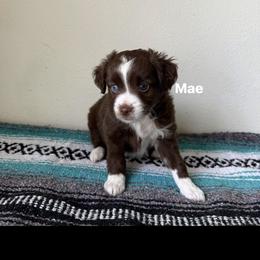 Miniature Australian Shepherd Puppies from Enchanted Oaks mini/toy Aussies
