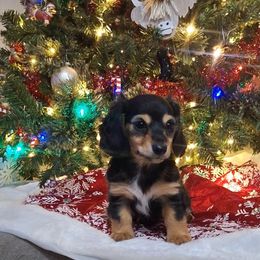Princess - Black and cream female Dachshund puppy in Surprise, Arizona from Codie's Dachshunds