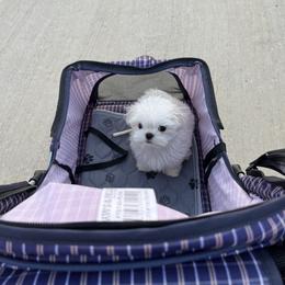 Maltese Puppies from Made to Love Maltese LLC