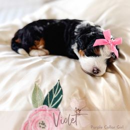 Violet - Tri-color female Bernedoodle puppy in Mahomet, Illinois from Jordan Family Doodles