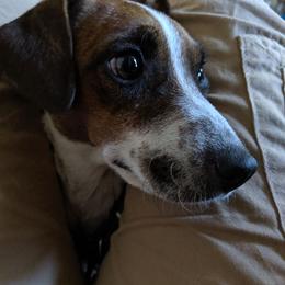 Bailey - Parson Russell Terrier