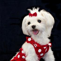 Maltese All Grown Up from RagTak Maltese