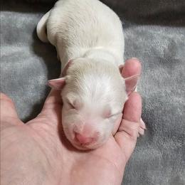 Gold - Gold female Border Collie puppy in Springtown, Texas from CRL Farms