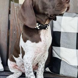 German Shorthaired Pointer Puppies from TTR GSP TopDog Kennels