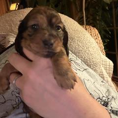 Clarice - Dapple female Dachshund puppy in Batavia, Illinois from Sandra's Dachshunds