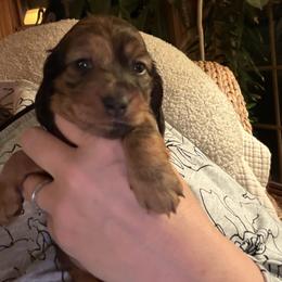 Clarice - Dapple female Dachshund puppy in Batavia, Illinois from Sandra's Dachshunds