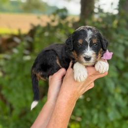 Smee - Tri-color male Bernedoodle puppy in Bellville, Ohio from Bernedoodle Buddies