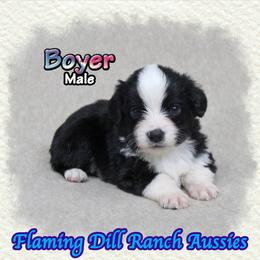 Boyer - Black tri male Toy Australian Shepherd puppy in Forestburg, Texas from Flaming Dill Ranch Aussies