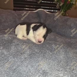 Smokey - Parti male Miniature Schnauzer puppy in Crestview, Florida from Dees Schnauzers