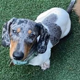 Oakley - Dachshund