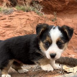 Pembroke Welsh Corgi and Toy Australian Shepherd Puppies from Double Bar H Corgis & Aussies