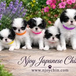 Japanese Chin Puppies from Njoy Japanese Chin