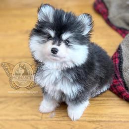 Monarch Scratch - Black and white male Pomsky puppy in Greeley, Colorado from Monarch Pomskies | Northern Colorado