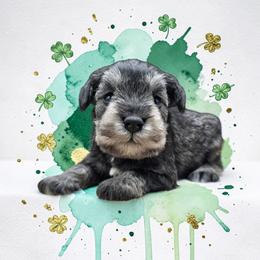 Salt-Pepper Male - Salt and pepper male Miniature Schnauzer puppy in Houston, Texas from Haughton Farm