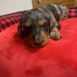 Dachshund Puppies from KW’s Doxies