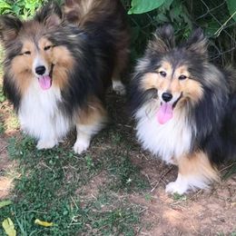Shetland Sheepdog All Grown Up from Romestar Shelties
