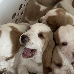 Basset Hounds from Mariah Ochoa