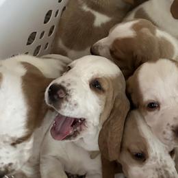 Basset Hounds from Mariah Ochoa