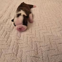 Girl  two - Black brindle and white female Boston Terrier puppy in Walhalla, South Carolina from Dixies  southern  bostons