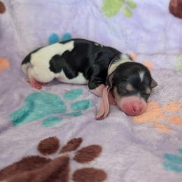 Pink Girl - Black and cream female Dachshund puppy in Cypress, California from Ferrario Dachshunds