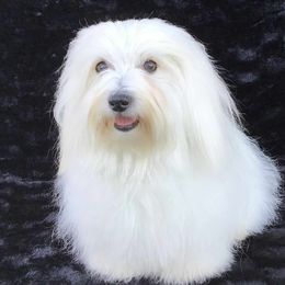 Aspen - Coton de Tulear