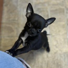 Papi - Black and white male Chihuahua puppy in Beckemeyer, Illinois from Guardian’s of the Chihuahuas