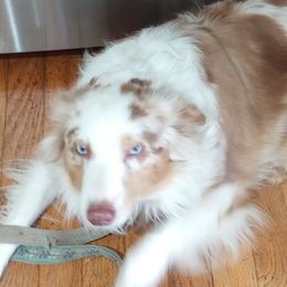 Aussiedoodles, Miniature Australian Shepherds, and Toy Australian Shepherds from WilderAcre