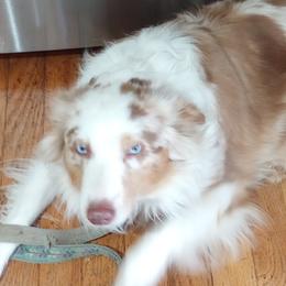 Aussiedoodles, Miniature Australian Shepherds, and Toy Australian Shepherds from WilderAcre