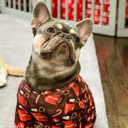 French Bulldogs from Valiant Frenchies