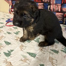 Boy 2 - Black and red male German Shepherd puppy in Dallas, Georgia from Cottonwood Kennel