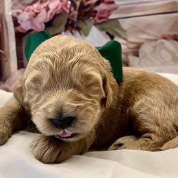 Bougainvillea Bo - Cream male Goldendoodle puppy in The Woodlands, Texas from Gracie's Goldendoodles and Bernedoodles