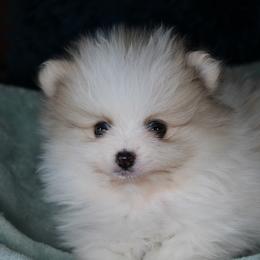 AKC Puma - Cream sable parti male Pomeranian puppy in Albany, Indiana from Hatz Off Puppies