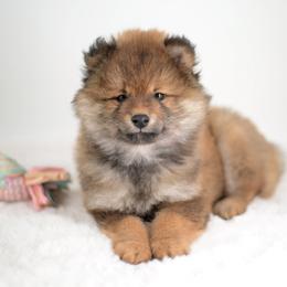 Sam -FULL AKC REGISTRATION- - Red male Shiba Inu puppy in Neosho, Missouri from Kenny Cave K9s