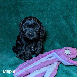 Maple - Brown female Cockapoo puppy in Sunset, Louisiana from Cano Cockapoos