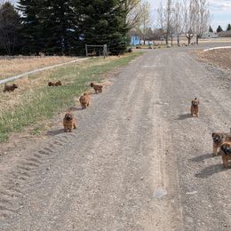 Orange Collar Male - Wheaten Soft Coated Wheaten Terrier puppy in Cody, Wyoming from Yellowstone Breeders